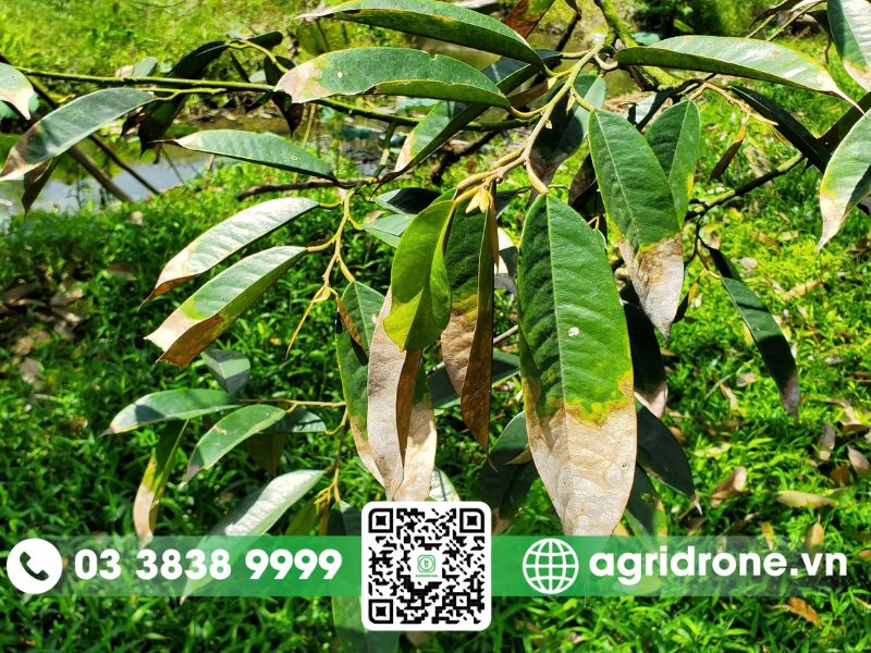 Bệnh cháy lá, chết ngọn trên cây sầu riêng con