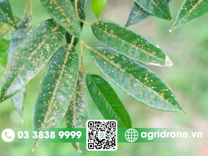 Bệnh đốm rong trên cây sầu riêng