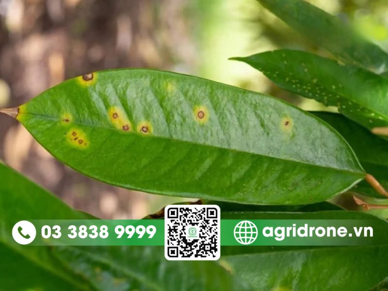 Bệnh đốm rong trên sầu riêng là gì?