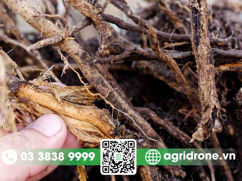 Bệnh thối rễ trên cây sầu riêng con