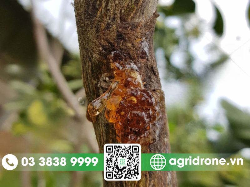 Bệnh xì mủ chảy nhựa