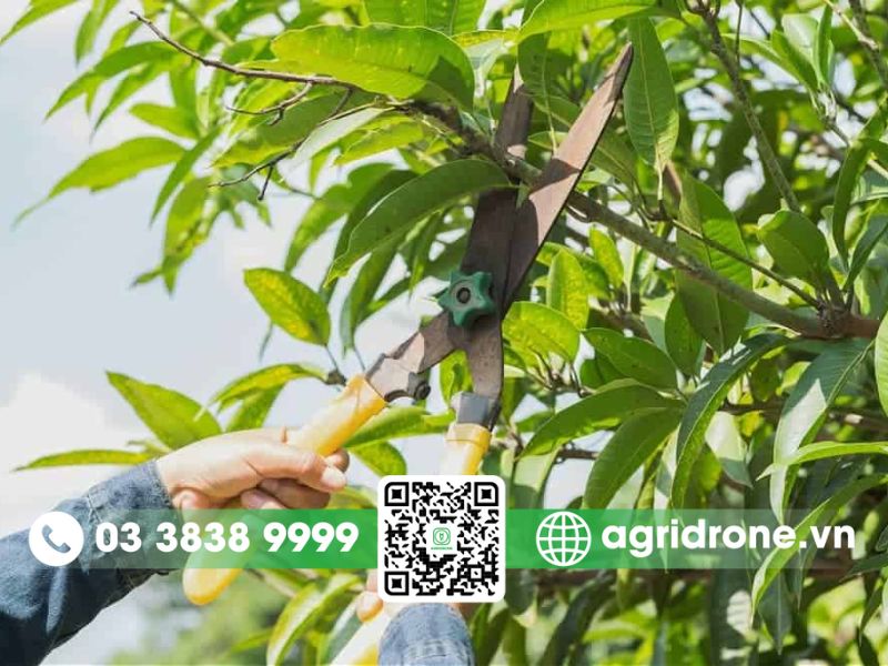 Biện pháp phòng trừ sâu bệnh trên cây xoài hiệu quả