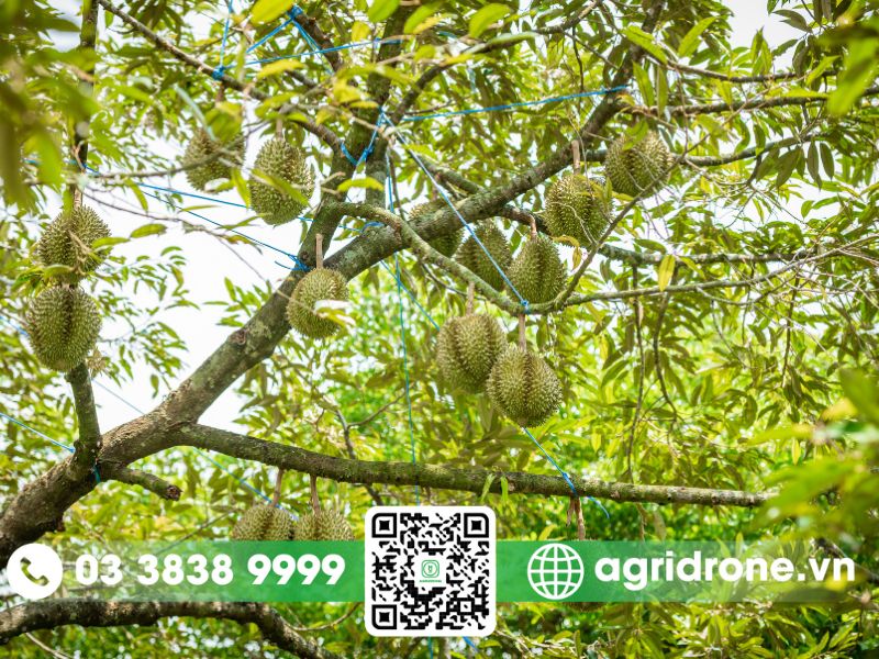 Các biện pháp phòng trừ bệnh hại trên cây sầu riêng