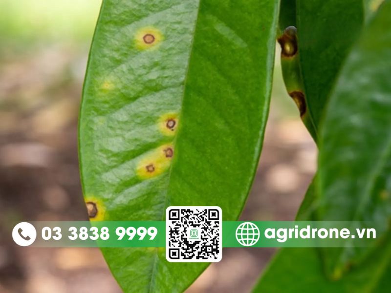 Cách phòng trừ bệnh đốm rong trên sầu riêng triệt để