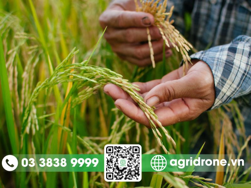 Cơ cấu giống vụ Đông Xuân tại Kiên Giang
