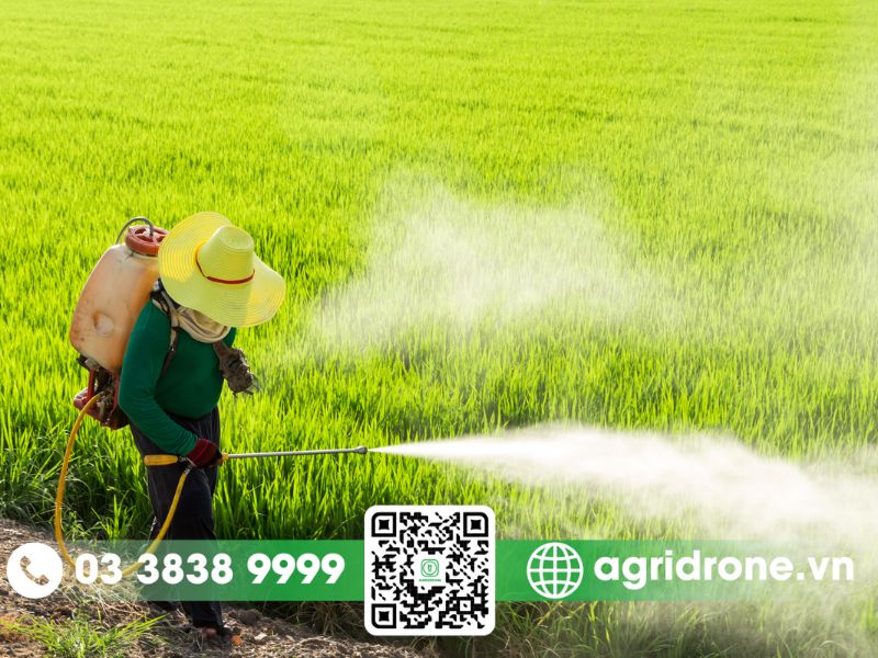 Để phòng trừ sâu bệnh và đảm bảo năng suất lúa khi thu hoạch, bà con cần nắm được lịch thời vụ và lịch phun thuốc vụ Đông Xuân tại Kiên Giang. Kiên Giang là tỉnh có diện tích sản xuất lúa lớn nhất khu vực Đồng bằng Sông Cửu Long với diện tích gieo trồng hàng năm đạt khoảng 720.000 ha, sản lượng từ 4 - 4,5 triệu tấn lúa hàng hóa. Vụ đông xuân hàng năm, diện tích xuống giống lúa của tỉnh Kiên Giang khoảng 280.000ha. Dự báo tình hình thời tiết và nguồn nước vụ Đông Xuân tới Theo nhận định từ các cơ quan khí tượng thủy văn, mùa mưa tới đây khả năng sẽ kết thúc phổ biến vào khoảng cuối tháng 11 đến đầu tháng 12. Lượng mưa trong các tháng tới có xu hướng xấp xỉ hoặc thấp hơn so với trung bình nhiều năm. Tuy nhiên, bà con cần đề phòng khả năng có mưa trái mùa trong giai đoạn mùa khô. Về thủy văn, mực nước các trạm đầu nguồn sông Cửu Long sẽ chuyển sang chế độ mùa lũ, đỉnh lũ khả năng xuất hiện vào khoảng giữa tháng 10. Mực nước tại các trạm nội đồng sẽ lên dần và đỉnh lũ phổ biến vào cuối tháng 10 đến đầu tháng 11, có khả năng cao hơn cùng kỳ năm trước và trung bình nhiều năm. Từ giữa tháng 11, mực nước nội đồng sẽ xuống nhanh. Tình hình xâm nhập mặn trong mùa khô tới khả năng sẽ xuất hiện muộn hơn so với trung bình nhiều năm. Dựa trên diễn biến rầy nâu trên đồng ruộng và hệ thống bẫy đèn trong và ngoài tỉnh từ tháng 10 đến tháng 12 tới, dự báo mật số rầy nâu sẽ ở mức thấp. Tuy nhiên, bà con tuyệt đối không được chủ quan, cần theo dõi chặt chẽ diễn biến dịch hại để có biện pháp phòng trừ kịp thời, hiệu quả. Lịch gieo sạ lúa vụ Đông Xuân tại Kiên Giang Để đảm bảo né rầy và hạn chế ảnh hưởng của thời tiết, nguồn nước cuối vụ, Sở Nông nghiệp và Phát triển Nông thôn tỉnh Kiên Giang đã đưa ra khung lịch thời vụ khuyến cáo như sau: Đợt 1: Gieo sạ từ khoảng giữa đến cuối tháng 10. Áp dụng cho các vùng ngập lũ không sâu và lũ rút sớm. Đợt 2: Đây là đợt gieo sạ tập trung diện tích lớn của tỉnh, diễn ra từ khoảng đầu đến cuối tháng 11. Đợt 3: Gieo sạ từ khoảng đầu đến cuối tháng 12. Áp dụng cho phần diện tích còn lại, chủ yếu ở các vùng trũng, nước rút chậm. Bà con lưu ý không thực hiện gieo sạ sau tháng 01 để tránh rủi ro. Cơ cấu giống vụ Đông Xuân tại Kiên Giang Việc lựa chọn giống lúa phù hợp với từng vùng và điều kiện canh tác đóng vai trò quan trọng. Vùng Tây sông Hậu: Đối với vùng sản xuất 3 vụ lúa/năm hoặc 2 lúa - 1 màu, vùng có nguy cơ mặn xâm nhập sớm cuối vụ: Ưu tiên các giống ngắn ngày (khoảng 85-95 ngày) như OM 18, OM 5451, Đài thơm 8, OM 380, RVT, GKG 5,... Đối với vùng sản xuất 2 vụ lúa/năm hoặc vùng có đê bao ngăn mặn tốt cuối vụ: Ngoài các giống ngắn ngày, có thể sử dụng thêm các giống dài ngày hơn như OM 18, OM 4900, OM 7347, ST 24, ST 25, Jasmine 85, OM 34,... Vùng Tứ giác Long Xuyên: Đối với vùng sản xuất 3 vụ lúa/năm hoặc 2 lúa - 1 màu, vùng phía Nam Quốc lộ 80 có thể bị mặn xâm nhập sớm cuối vụ: Các giống khuyến cáo bao gồm OM 6976, OM 5451, Đài thơm 8, GKG 1, OM 2517, GKG 5, OM 380,... Đối với vùng sản xuất 2 vụ lúa/năm, vùng có đê bao đảm bảo ngăn mặn cuối vụ: Các giống như OM 4900, OM 6976, Jasmine 85, Đài thơm 8, Hương Châu 6, ST24, ST25 và các nhóm giống khác phù hợp. AgriDrone khuyến cáo bà con sử dụng giống xác nhận, có nguồn gốc rõ ràng và gieo sạ với mật độ hợp lý (80-100 kg/ha) để tiết kiệm chi phí và tạo nền tảng cho cây lúa khỏe mạnh. Biện pháp phòng trừ sâu bệnh và nâng cao hiệu quả sản xuất Để hạn chế tối đa thiệt hại và nâng cao năng suất, chất lượng lúa, bà con cần thực hiện đồng bộ các giải pháp: Vệ sinh đồng ruộng sau thu hoạch: Sau khi thu hoạch vụ trước, tiến hành cày đất, lật gốc rạ để diệt lúa cỏ, lúa chét, và các loài cỏ là ký chủ phụ của rầy nâu. Điều này giúp cắt đứt nguồn thức ăn của rầy nâu, hạn chế lây lan bệnh vàng lùn và sâu bệnh từ vụ trước. Cách ly giữa các vụ: Duy trì thời gian cách ly giữa vụ trước và vụ sau ít nhất 3 tuần. Biện pháp này giúp hạn chế rầy nâu di chuyển từ vụ trước sang, đồng thời tạo điều kiện cho rơm rạ phân hủy hoàn toàn, tránh ngộ độc hữu cơ và giúp cây lúa khỏe ngay từ giai đoạn mạ. Áp dụng tiến bộ khoa học kỹ thuật: Tăng cường ứng dụng các biện pháp quản lý dịch hại tổng hợp (IPM), thực hành "3 giảm - 3 tăng", "1 phải - 5 giảm", sản xuất lúa theo các tiêu chuẩn bền vững (SRP, VietGAP, GlobalGAP, hữu cơ). Sử dụng thuốc bảo vệ thực vật theo nguyên tắc "4 đúng" để đảm bảo an toàn và hiệu quả. Đẩy mạnh liên kết sản xuất: Tham gia các mô hình cánh đồng lớn, hợp tác xã, tổ hợp tác để tăng cường liên kết sản xuất và tiêu thụ sản phẩm, đảm bảo đầu ra ổn định. Theo dõi sát tình hình dịch hại: Nâng cao hiệu quả công tác điều tra, dự tính, dự báo sâu bệnh hại để có biện pháp phòng trị chính xác và kịp thời. Cập nhật thông tin thường xuyên: Phối hợp với các cơ quan truyền thông địa phương để nắm bắt kịp thời các thông báo về tình hình dịch hại, thời tiết và các văn bản chỉ đạo liên quan. Trước đây, khâu phun thuốc bảo vệ thực vật vẫn còn sử dụng phương pháp thủ công, làm hiệu suất lao động thấp và không an toàn cho người. Bên cạnh đó, hiện nay thực trạng thiếu nhân công trong nông nghiệp đang diễn ra ở nhiều địa phương. Mặt khác, sâu bệnh hại lúa ngày càng nhiều, nhất là rầy nâu có tốc độ lâu lan rất nhanh nếu như không phun thuốc phòng trừ kịp thời. Do đó, đòi hỏi cần đưa máy bay không người lái phun thuốc trừ sâu để giải quyết thực trạng này. Những năm gần đây trên địa bàn tỉnh Kiên Giang, có một số tổ hợp tác, hợp tác xã nông nghiệp và một số hộ nông dân đã liên hệ với AgriDrone Việt Nam đưa máy bay không người lái vào phun thuốc bảo vệ thực vật cho đồng ruộng của mình, nhờ đó hiệu quả tăng cao, chi phí sản xuất giảm, tiết kiệm thời gian, dập dịch hại nhanh chóng, tăng năng suất và chất lượng nông sản khi thu hoạch. AgriDrone Việt Nam được biết đến là đơn vị uy tín hàng đầu hiện nay trong lĩnh vực cung cấp giải pháp máy bay nông nghiệp không người lái với nhiều trạm phun dịch vụ trên toàn quốc, đáp ứng nhu cầu của đông đảo bà con. Bà con quan tâm đến giải pháp máy bay phun thuốc tại Kiên Giang xin vui lòng liên hệ đến số hotline của AgriDrone Việt Nam để được tư vấn cụ thể.