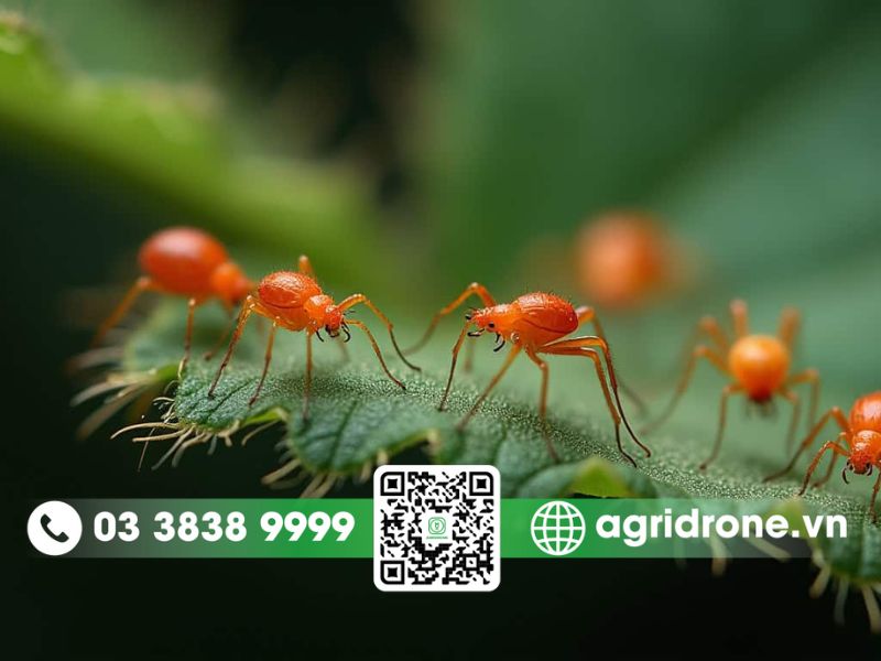 Nhện đỏ hại sầu riêng: Dấu hiệu và cách phòng trừ hiệu quả