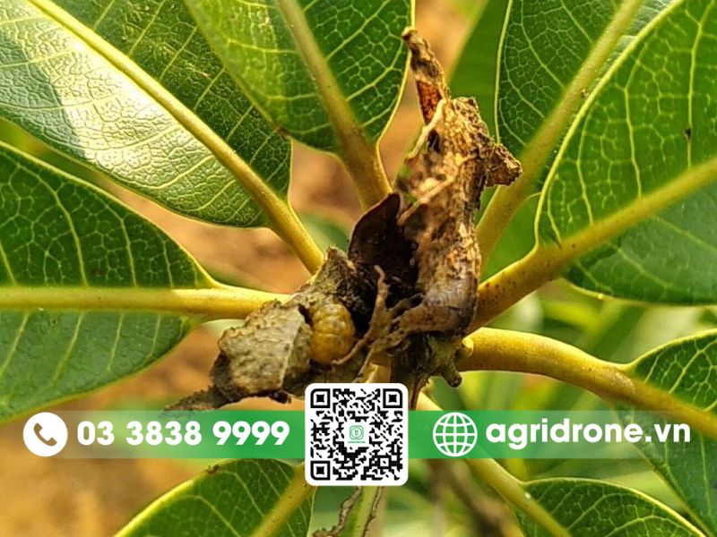 Sâu đục cành non (Alcicodes sp.)