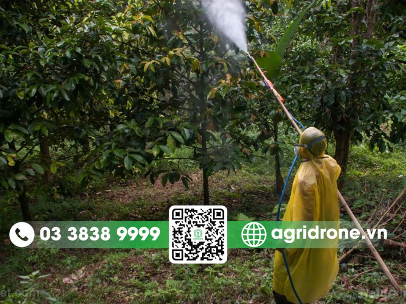 Phun thuốc cho cây sầu riêng sao cho tiết kiệm và hiệu quả?