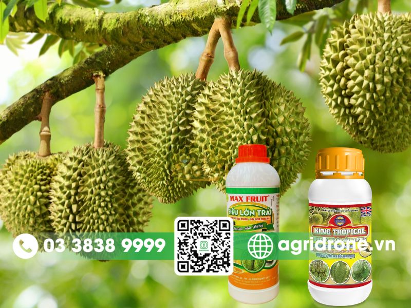 Có nên sử dụng thuốc xịt lớn trái sầu riêng không?