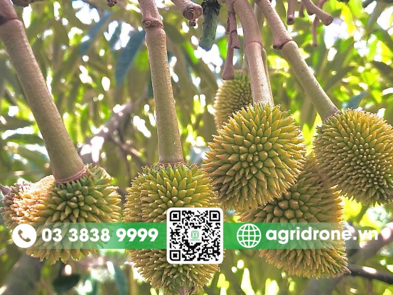 Tại sao trái sầu riêng chậm lớn?