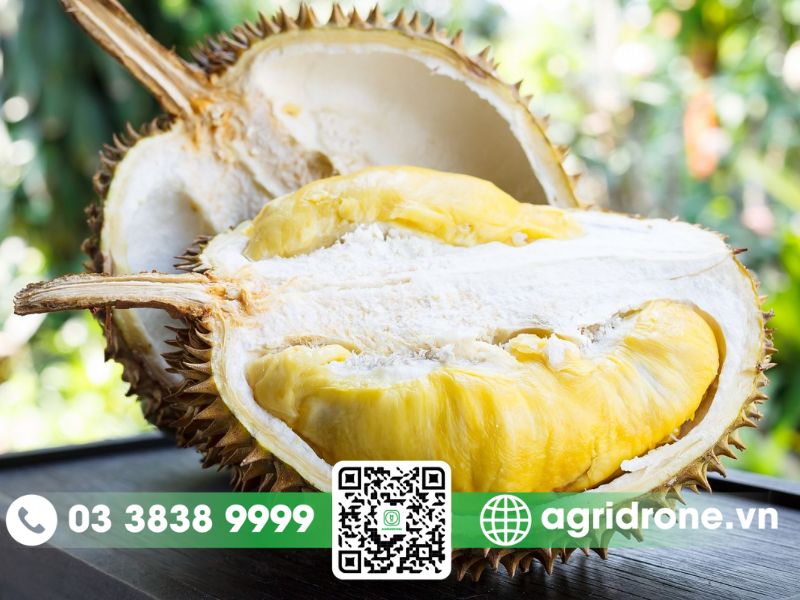 Thuốc nhúng sầu riêng nhanh chín có tốt không?