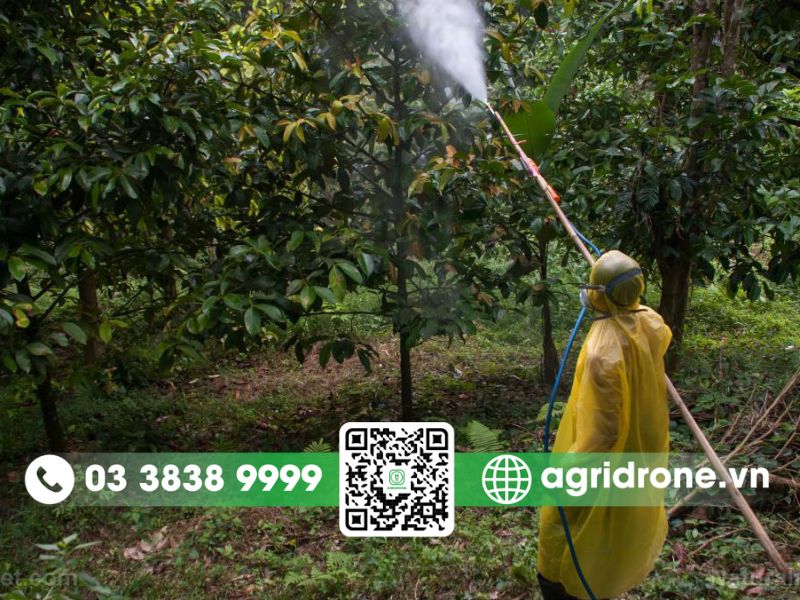 Thuốc xịt lớn trái sầu riêng có tốt không?