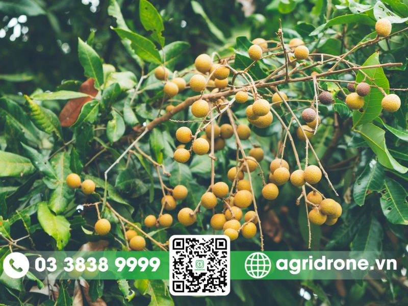 Các loại sâu bệnh hại trên nhãn, vú sữa, xoài tại Cần Thơ