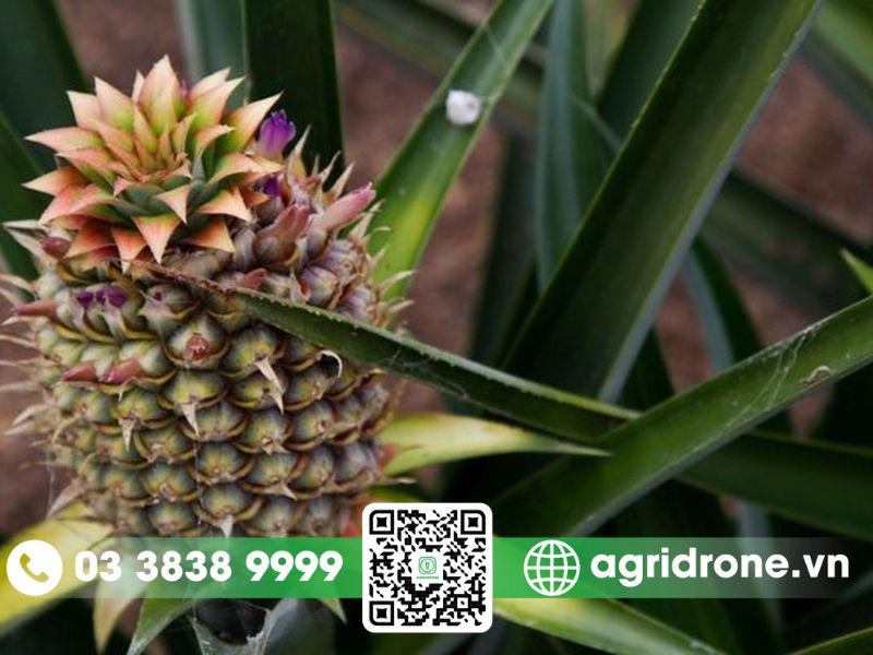 Các loài sâu hại thường gặp trên cây dứa tại Quảng Trị
