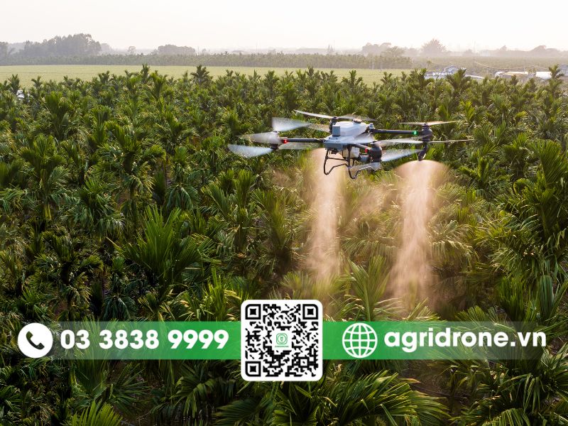 Dịch vụ phun thuốc Bình Định cho cây dừa