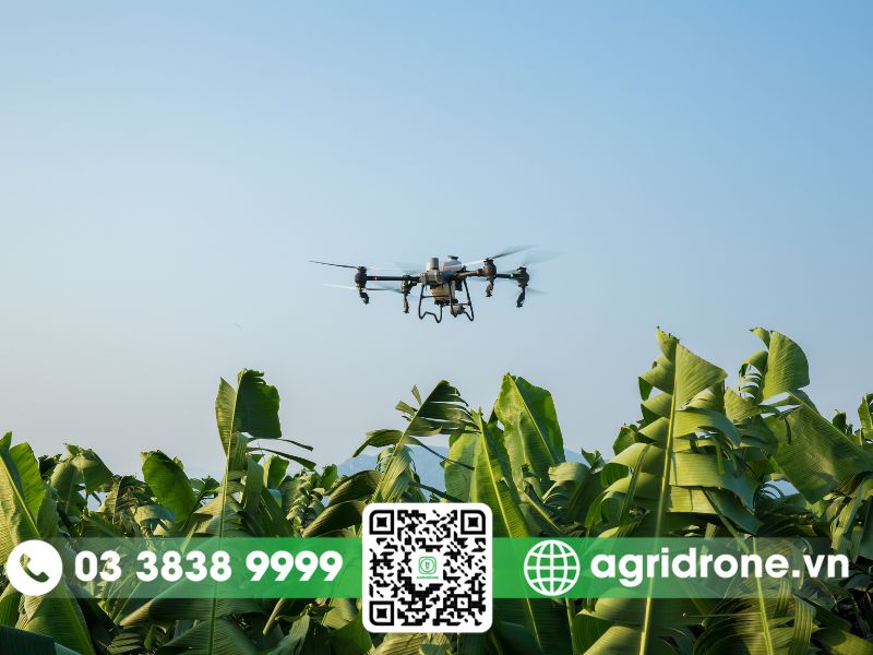 Dịch vụ phun thuốc Cà Mau cho lúa, chuối, cây đước