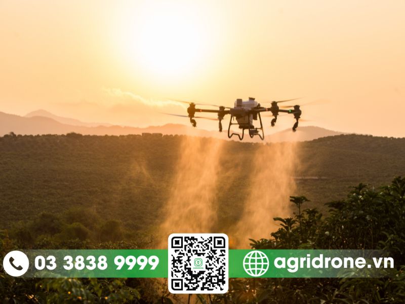 Dich vu phun thuoc Can Tho tren cay nhan vu sua
