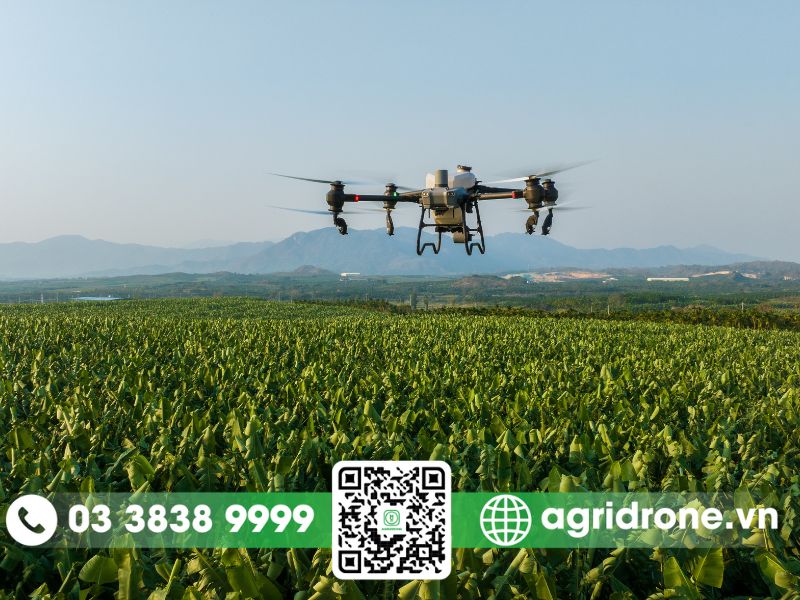 Dịch vụ phun thuốc Ninh Thuận trên cây nho, táo, măng tây