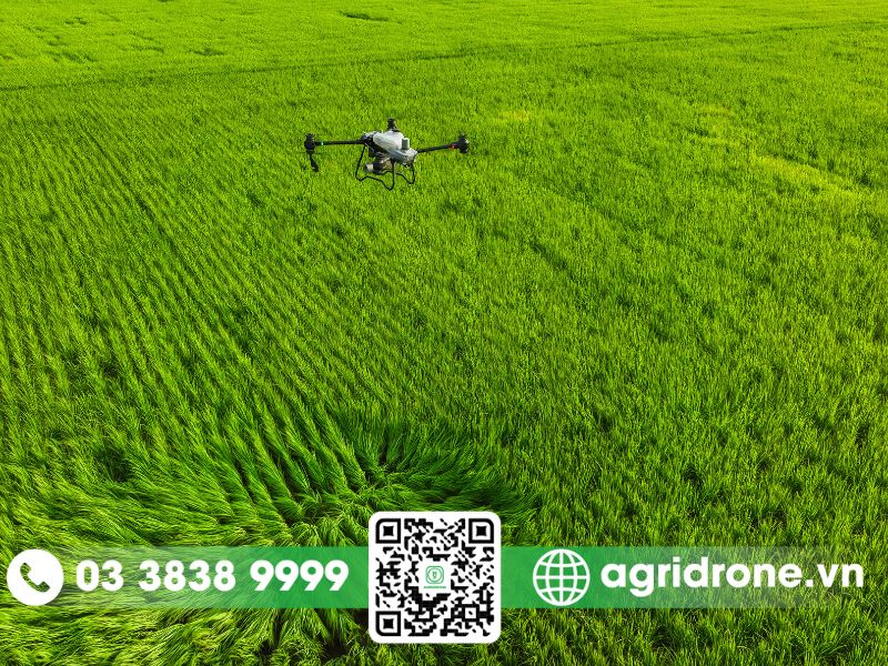 Dịch vụ phun thuốc Phú Yên cho lúa tiết kiệm và hiệu quả cao