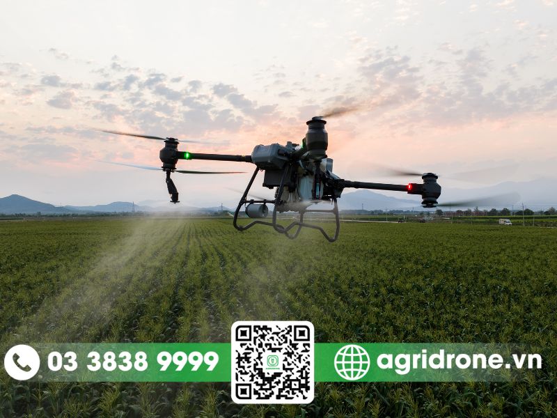 Dịch vụ phun thuốc Quảng Trị trên cây dứa