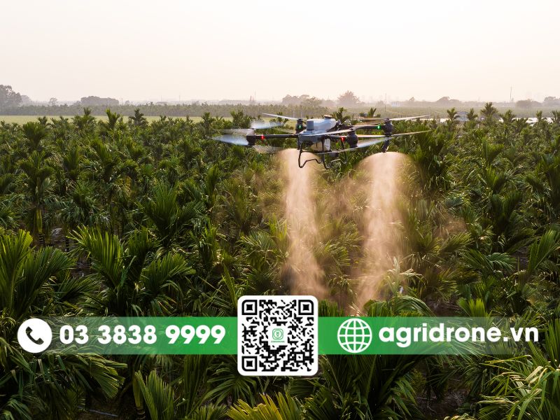 Dịch vụ phun thuốc Trà Vinh trên dừa sáp và cây ăn quả