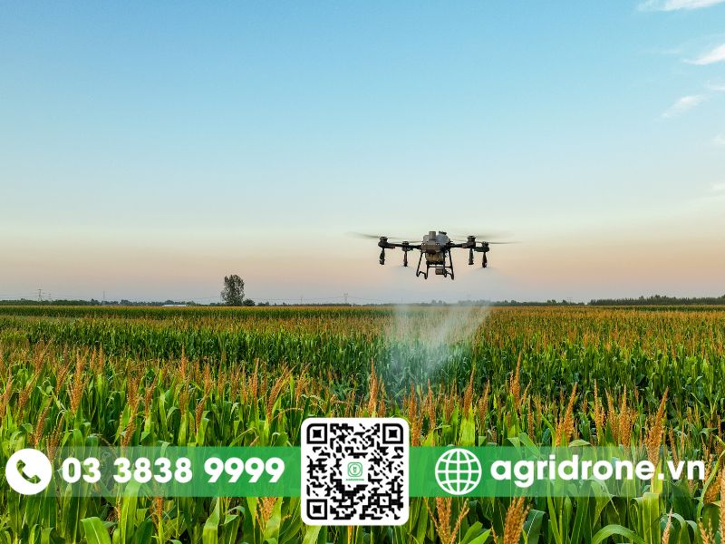 Dịch vụ phun thuốc Vĩnh Long cho lúa, khoai lang, cây có múi