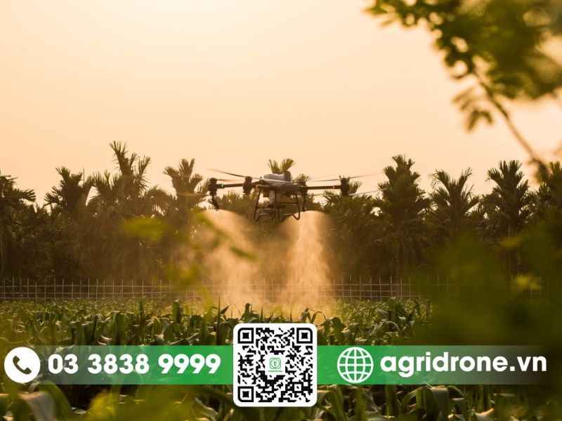 Dịch vụ phun thuốc Huế cho lúa, lạc, sắn, ớt chỉ thiên