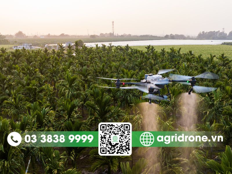 Dịch vụ phun thuốc tại Trà Vinh cho cây dừa sáp, cây ăn quả
