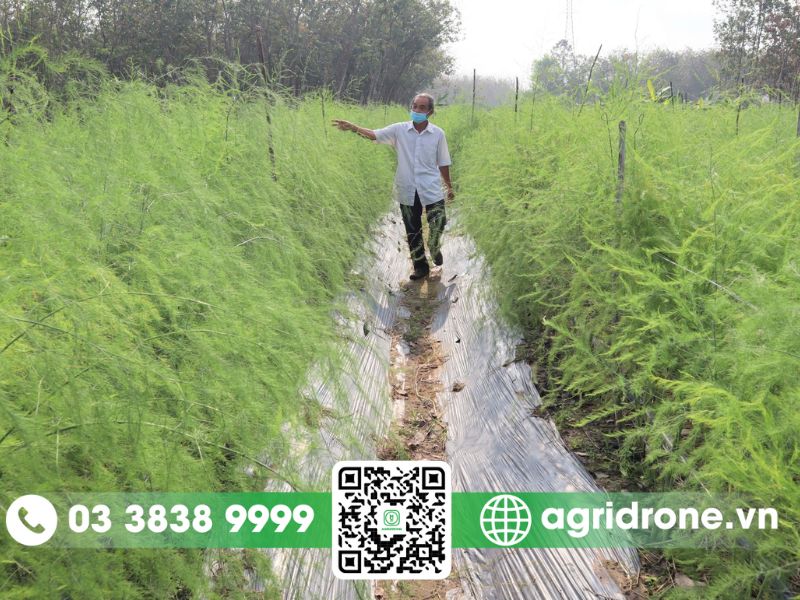 Một số loài sâu bệnh hại măng tây