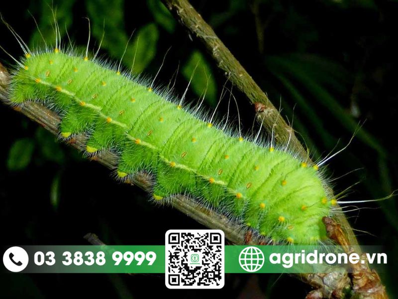 Sâu bệnh hại thường gặp trên lúa, khoai lang, cây có múi