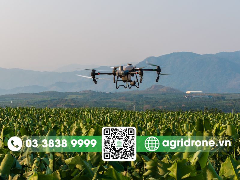 Dịch vụ phun thuốc Bình Dương cho cây cao su, cây ăn quả