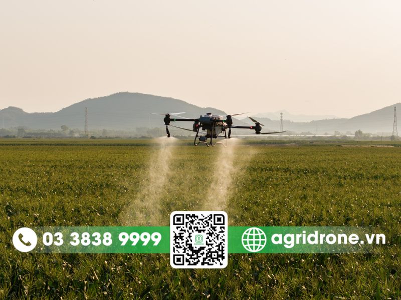 Dịch vụ phun thuốc Bình Phước cho cây tiêu, điều, cao su, cà phê