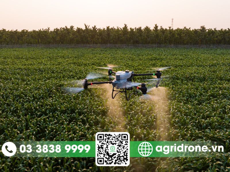 Dịch vụ phun thuốc Đà Nẵng cho lúa, rau