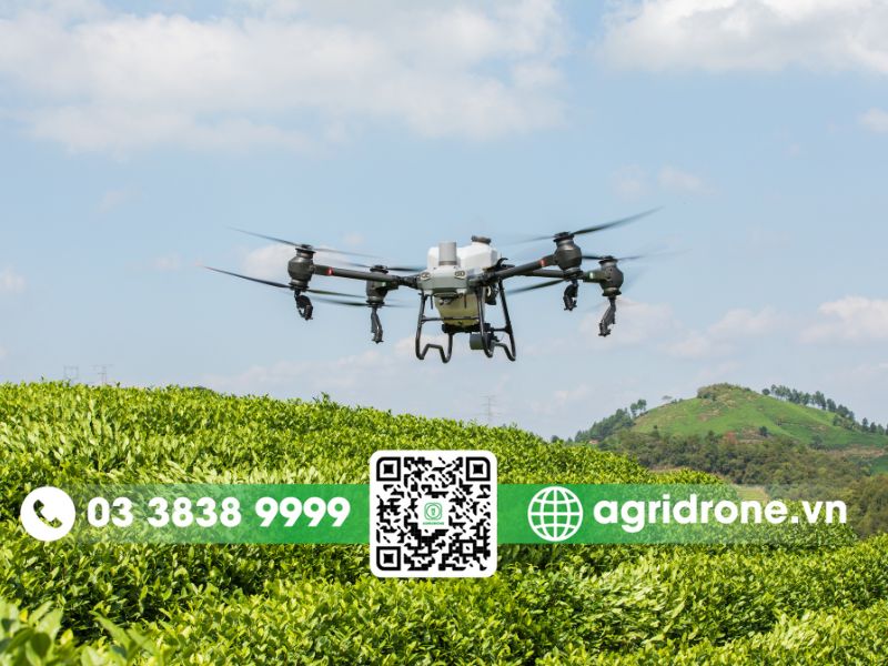 Dịch vụ phun thuốc Lâm Đồng cho hồ tiêu, chè, cà phê