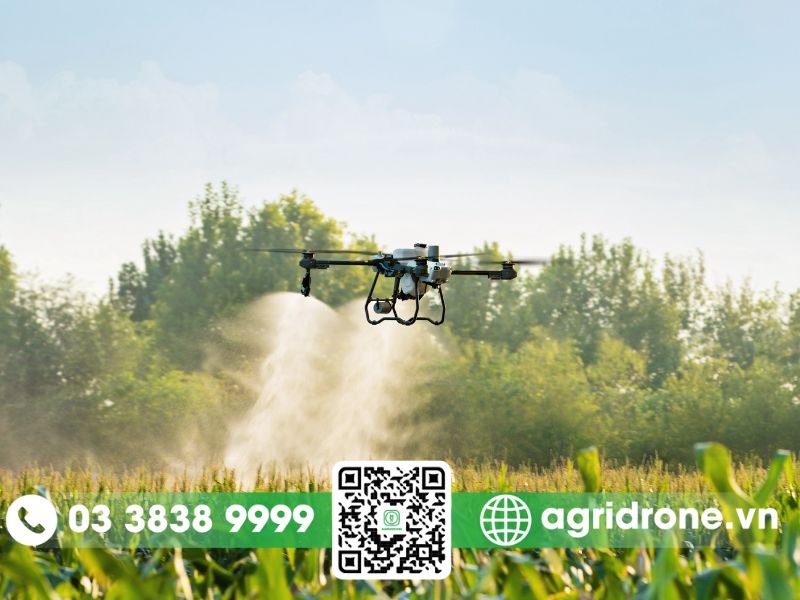 Dịch vụ phun thuốc Tây Ninh cho cây mía, mì, cao su