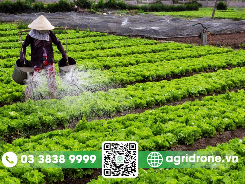 Tình hình phát triển nông nghiệp của Đà Nẵng