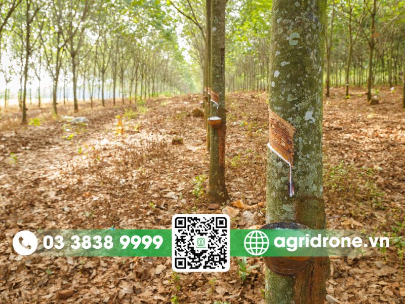 Tình hình sâu bệnh hại trên cây cao su và cây ăn quả ở Bình Dương