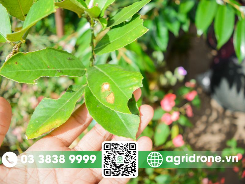 Các loại bệnh hại chè thường gặp