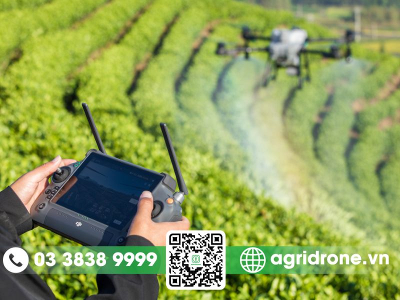 Dich vu phun thuoc Phu Tho cho che buoi cay go