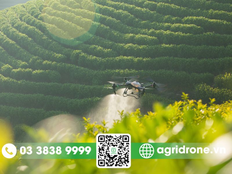 Dich vu phun thuoc Son La cho cay che