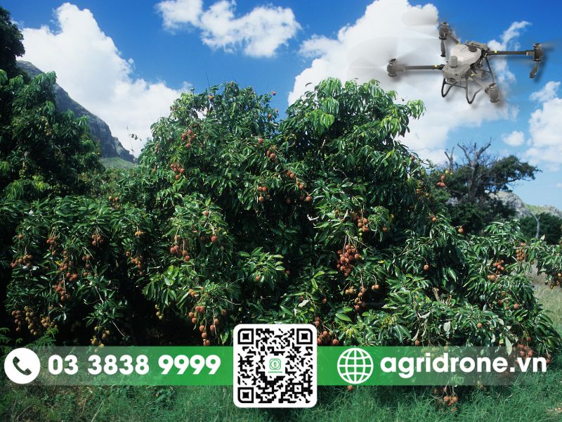 Dịch vụ phun thuốc tại Bắc Giang cho cây vải thiều