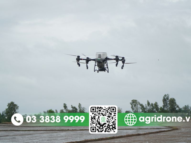 Những lưu ý khi gieo sạ bón phân bằng máy bay nông nghiệp đúng cách