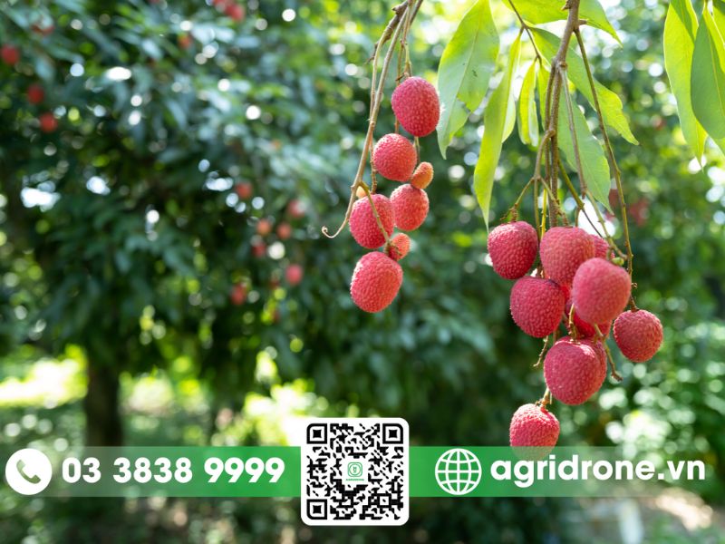 Thực trạng sâu bệnh hại vải thiều tại Bắc Giang