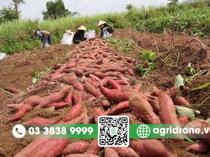 Cách phòng trừ các loại sâu bệnh hại khoai lang phổ biến