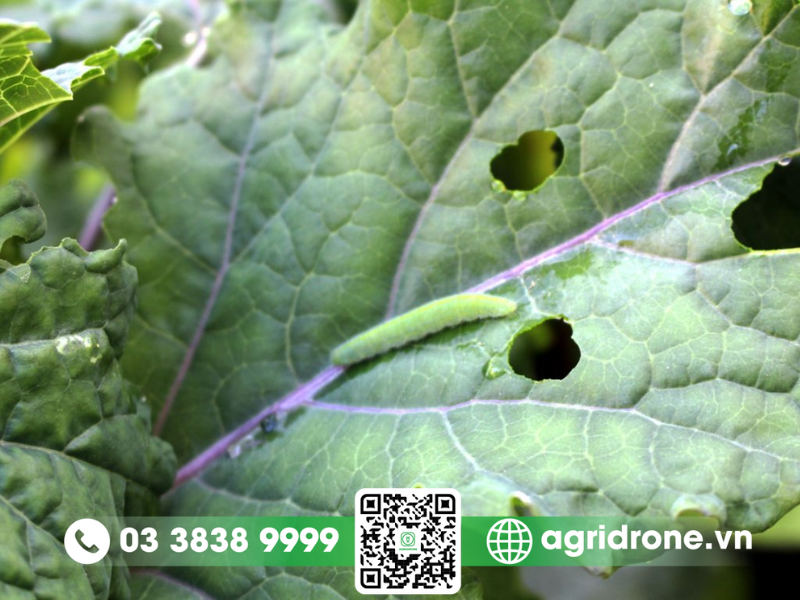 Cách trị sâu bệnh cho rau hiệu quả nhất cho nông dân