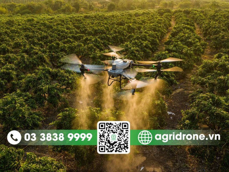 Dịch vụ phun thuốc Yên Bái cho cây chè phục vụ bà con