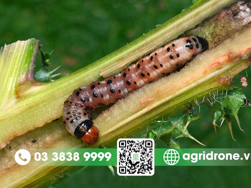 Sâu đục dây khoai lang