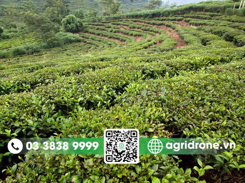 Tình hình sâu bệnh hại chè ở Yên Bái