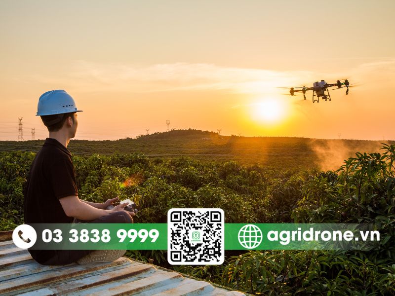 Vì sao cần dịch vụ phun thuốc trừ sâu Yên Bái cho cây chè